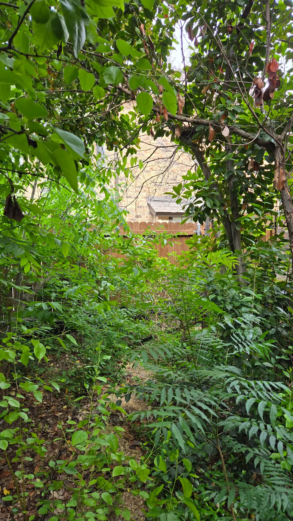 Overgrown backyard before cleanup
