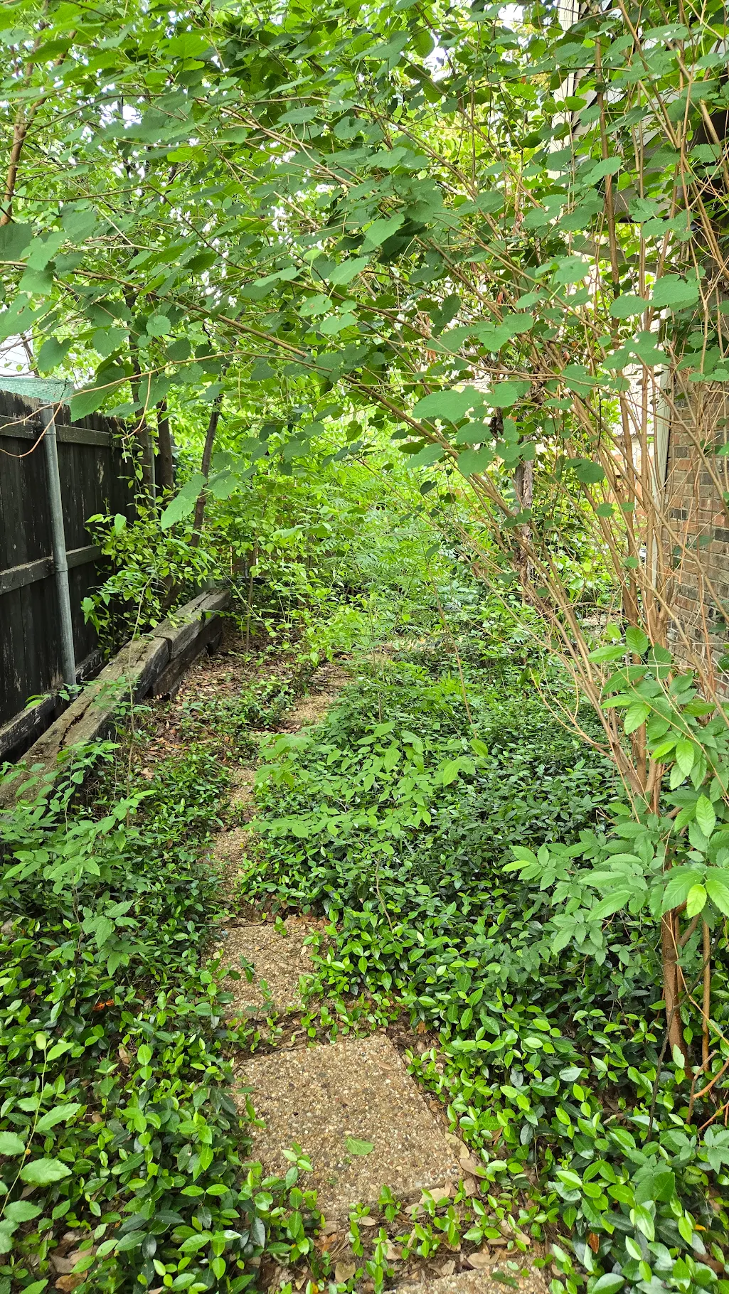 Jungle before clearing